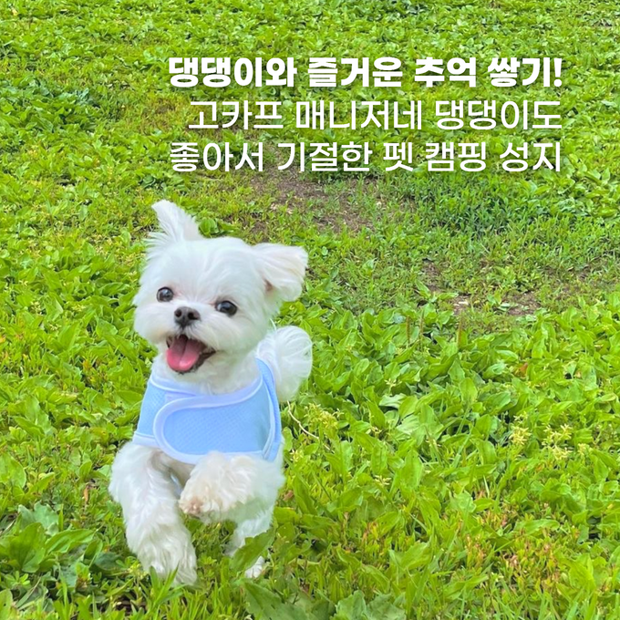 펫캠핑 성지 배너